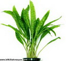 Cryptocoryne Balansae
